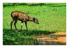 Yala 38  Yala National Park