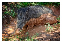Yala 40  Wild Boar in the Mud