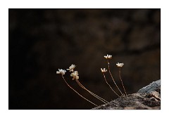 Harris 050  Luskentyre Beach