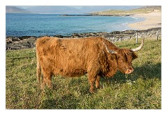 Harris 081  Highland Cattle