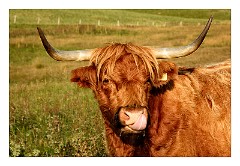 Harris 082  Highland Cattle