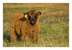 Harris 083  Highland Cattle