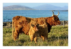 Harris 084  Highland Cattle