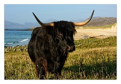 Harris 085  Highland Cattle