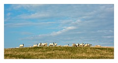 Harris 087  Sheep on a Hill
