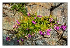 Harris 112  Heather and Rocks