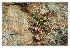 Harris 113  Heather and Rocks