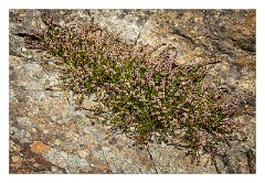 Harris 115  Heather and Rocks