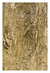 Lewis 07  Callanish Standing Stones