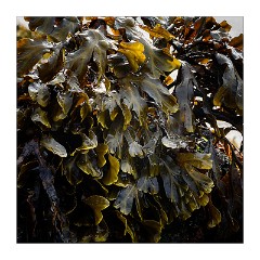 Lewis 22  Seaweed