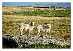 North Uist 03  Sheep