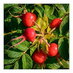 North Uist 13  Rose Hips