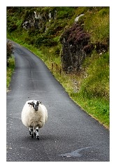 Scalpay 12  Typical view of Sheep in the Road