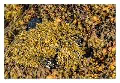 Skye 18  Waiting for the ferry