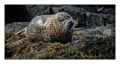 Skye 20  Seals