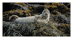 Skye 21  Young Seal
