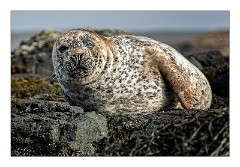 Skye 22  Seal