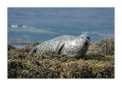 Skye 23  Seal