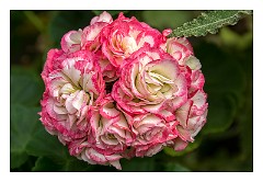 Skye 25  Apple Geranium