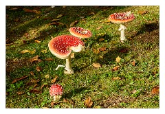 Skye 26  Fungi