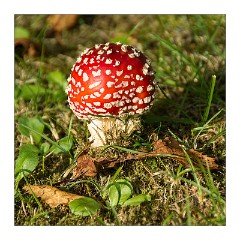 Skye 27  Fungi
