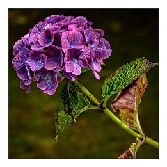 Skye 29  Hydrangea