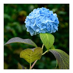 Skye 30  Hydrangea