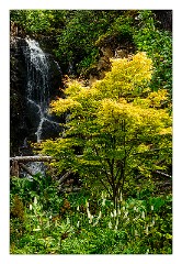 Skye 34  Dunvegan Castle Gardens