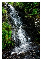 Skye 35  Dunvegan Castle Gardens