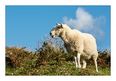 Skye 41  Sheep at Dun Beag Brock