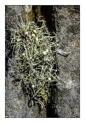 Skye 77  Lichen Elgol Beach