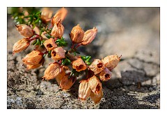 Skye 80  Heather at its end, Elgol Beach