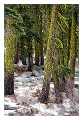 California 04  Sierra Ski Resort