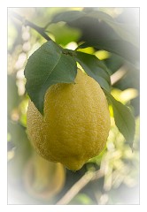 California 16  Lemon from the Garden