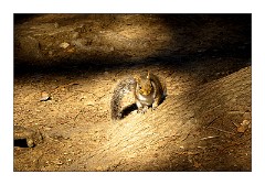 California 37  East Sacramento, McKinley Park