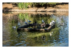 California 42  East Sacramento, McKinley Park