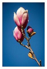 California 43  Capital Park, Sacramento - Magnolia