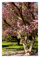 California 44  Capital Park, Sacramento - Magnolia Tree