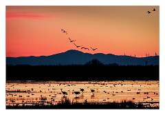 California 51  Woodbridge Ecological Park near Sacramento