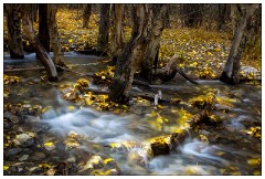 California November 16  Autumn Colours in the stream entering Convict Lake