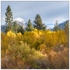 California November 19  Mammoth Creek Road Autumn Colours