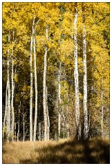 California November 34  June Lake Loop Drive