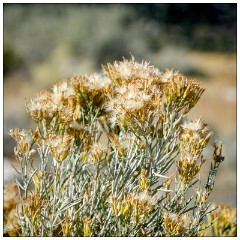 California November 48  Grasses amongst the Tufa