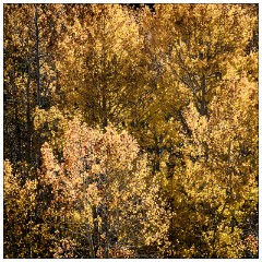 California November 51  Autumn Colour Mono Lake