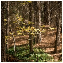 California November 54  Bodie State Historic Park on the Boarder of California and Nevada