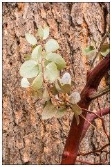 California November 55  Bodie State Historic Park on the Boarder of California and Nevada