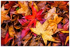 California November 57  Autumn Leaves Folsom