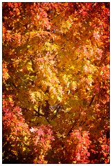 California November 58  Autumn Colour Folsom