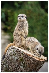 Jessica's August Visit 10  Castle Ashby Gardens - The Meerkats