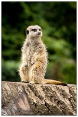 Jessica's August Visit 11  Castle Ashby Gardens - The Meerkats